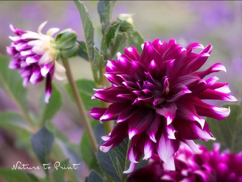 Zweifarbige Schmuckdahlie in Weinrot mit weißen Spitzen Zweifarbige Schmuckdahlie in Weinrot mit weißen Spitzen im Garten von Nature to Print