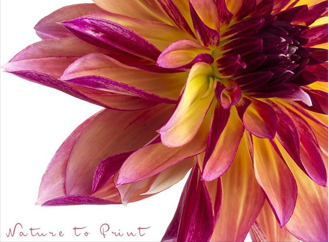 Geflammte Dahlie, Blumenbild auf Leinwand, von Nature to Print Geflammte Dahlie, Blumenbild auf Leinwand, von Nature to Print