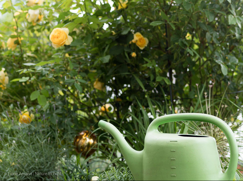 Große, eingewachsene Rosen müssen nur selten gegossen werden.