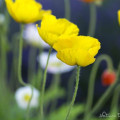 Dauerblüher Islandmohn tanzt vor Lavendel