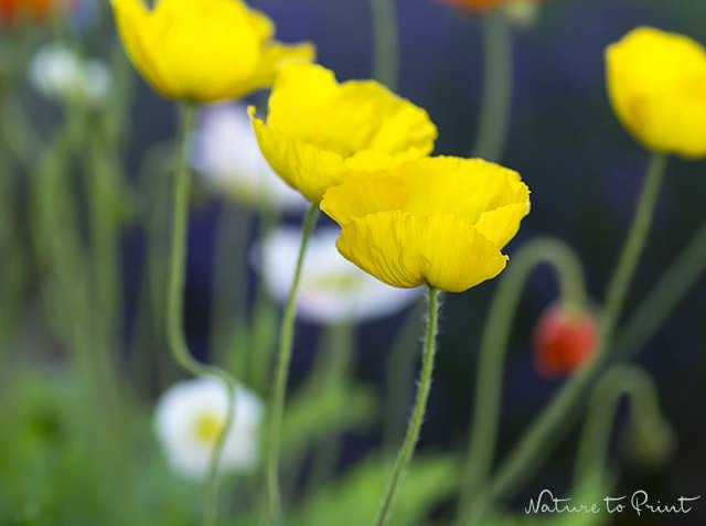 Dauerblüher Islandmohn tanzt vor Lavendel
