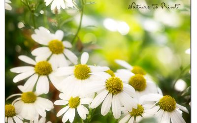 Herbstmargeriten, fröhliche Blüten im Oktober