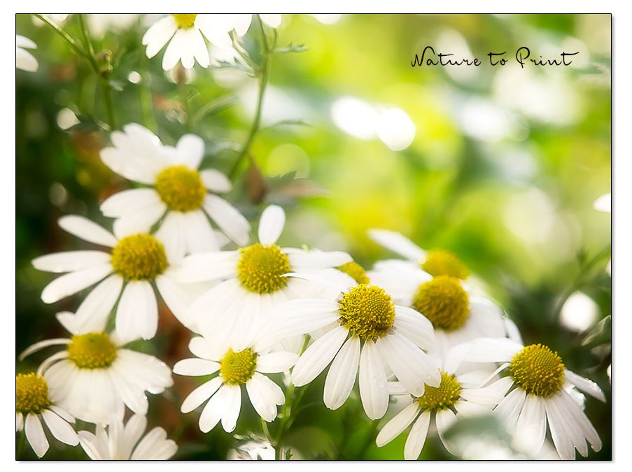 Herbstmargeriten, fröhliche Blüten im Oktober