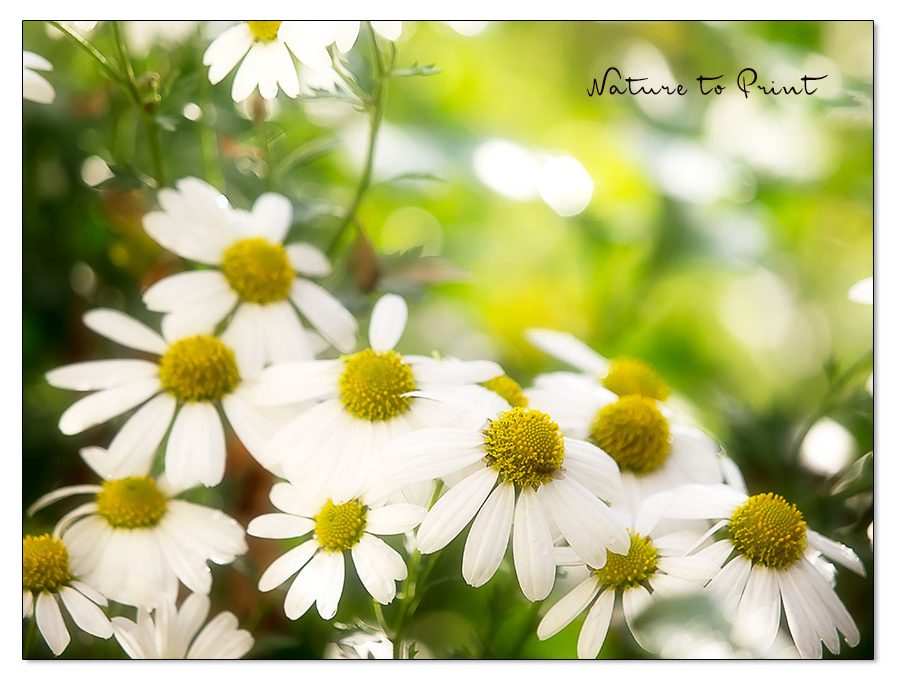 Herbstmargeriten fröhliche Blüten für den Herbst (Oktober bis November) Herbstmargeriten fröhliche Blüten für den Herbst