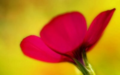 Wenn der Garten ruht, fängt Fotografie erst richtig an.