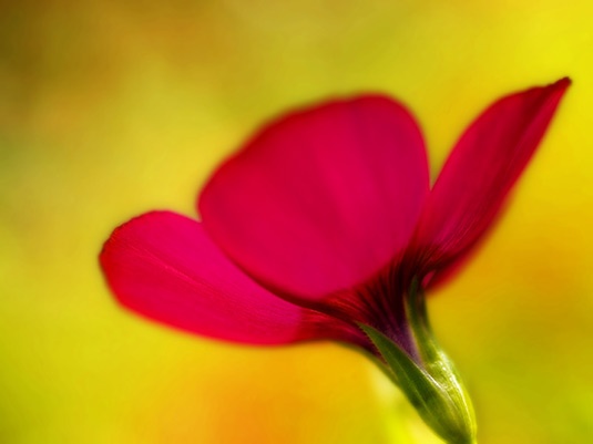 Blumenbild Roter Lein