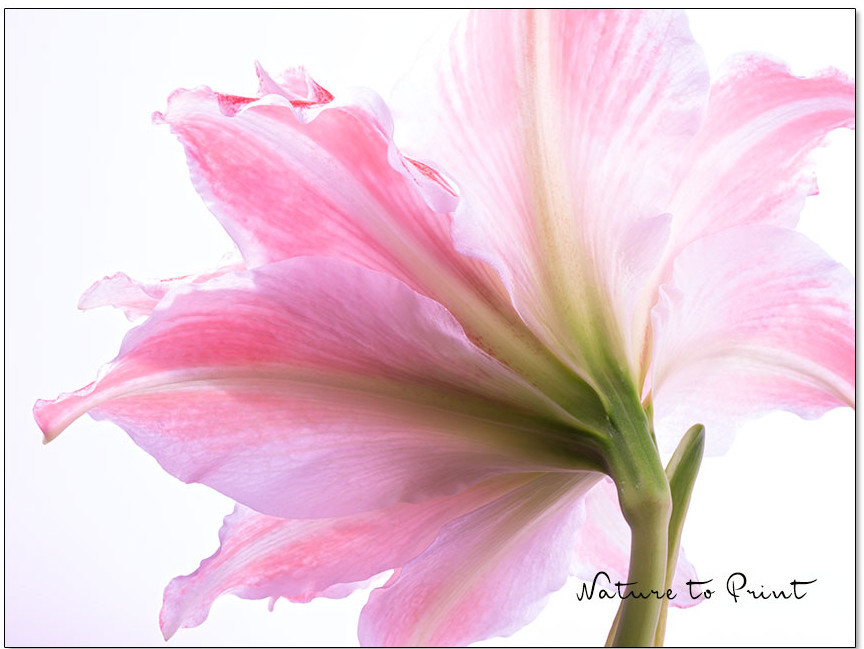 Blumenbild Rosa Amaryllis, freigestellt auf Weiß
