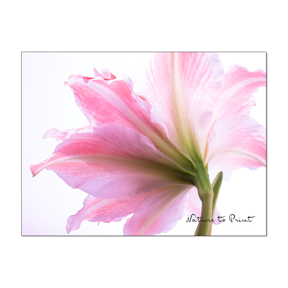 Blumenbild Rosa Amaryllis, freigestellt auf Weiß