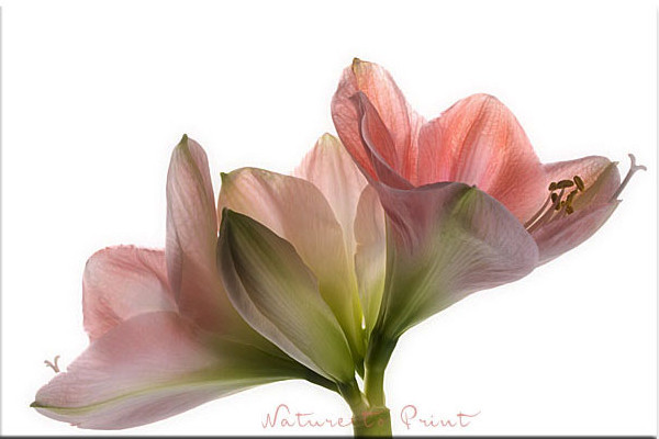 Blumenbild Rosa Amaryllis, freigestellt auf Weiß