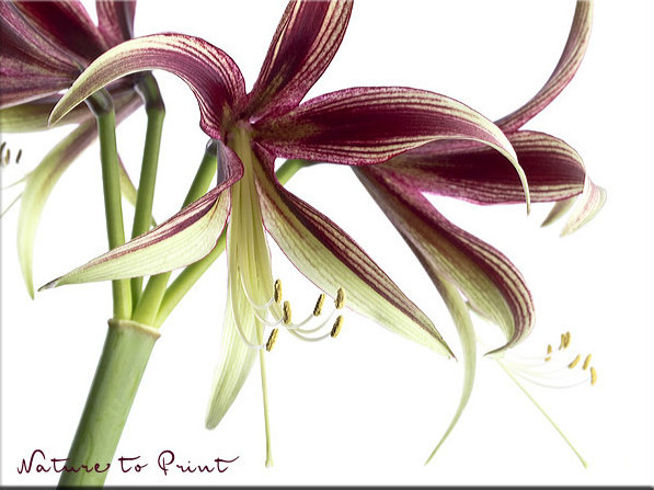 Blumenbild Amaryllis Lima, freigestellt auf Weiß