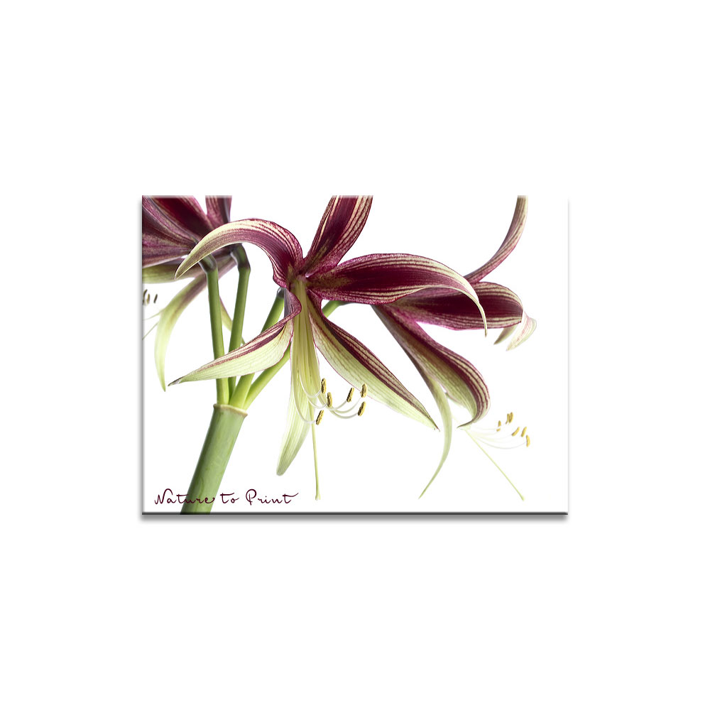 Blumenbild Amaryllis Lima, freigestellt auf Weiß