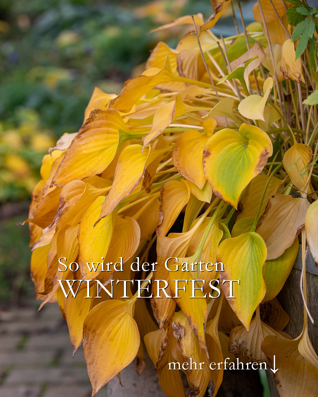 So wird der Garten winterfest - mit Checkliste
Es geht wieder los mit Aufräumen, Wegräumen und Sichern.
+ Knollen von Dahlien, Canna & Gladiolen ins Winterquartier
+ Kübelpflanzen reinholen oder an die Hauswand rücken
+ empfindliche Pflanzen abdecken
+ Vögel und Igel gut versorgen
+ noch einmal mähen
+ Regenwasser bunkern
+ Gefüllte Gießkannen frostfrei aufstellen
+ Regentonne aus Holz leeren, verkehrt herum auf Steine stellen damit Luft zirkulieren kann
+ Regentonnen aus Kunststoff leeren
+ Gartenwasser abstellen
+ Gartenschlauch frostfrei unterbringen
+ Rasenmäher warten oder in die Werkstatt bringen
+ Gartenwerkzeuge säubern, ölen & trocken unterbringen
Es gibt viel zu tun.
Trotz der langen Liste: Bleiben Sie gelassen. Es kommen bestimmt noch schöne Gartentage.
Im Blog: Checkliste zum Downloaden: So wird der Garten winterfest
https://www.wo-blumenbilder-wachsen.de/so-machen-den-garten-winterfest/
Kurz: https://www.insbeet.de/garten_winterfest
#winterfest #herbst #garten #stauden #gartenliebe #pflanzenliebe #gartenwissen #gartenfragen #gartentipps #blumengarten #naturgarten #natur #gartenglück #gärtnern #gartentipp #gartenarbeit #herbstgarten #meingarten #lebenmitblumen #landhausgarten