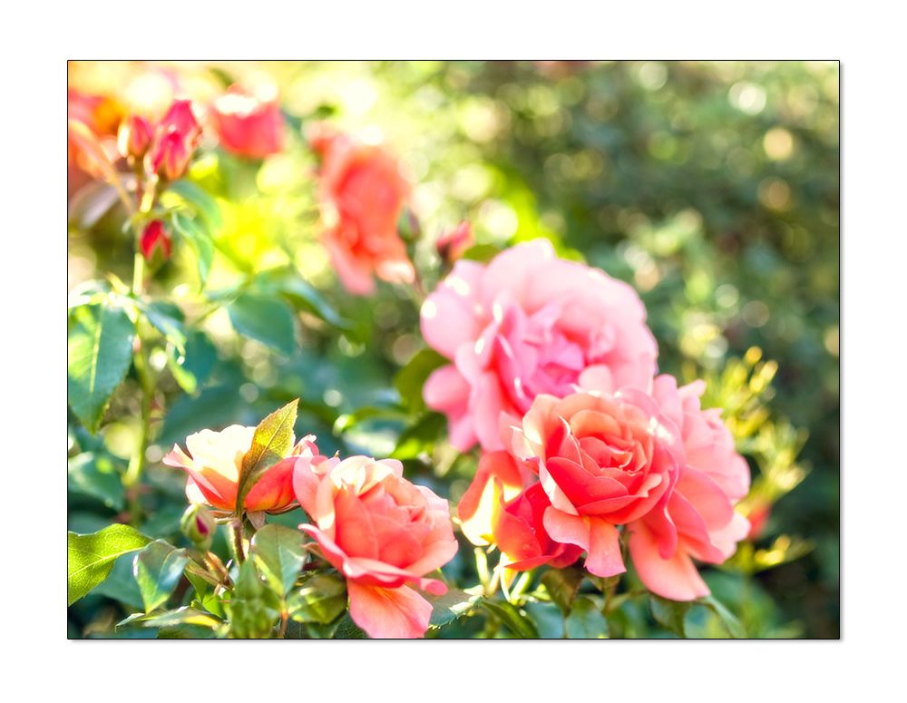 Pflegeleichte Rose Aprikola verträgt Sonne, Halbschatten, Hitze und Trockenheit