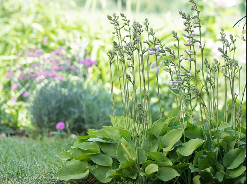 Hostas sind extrem pflegeleicht und machen viel Fläche grün