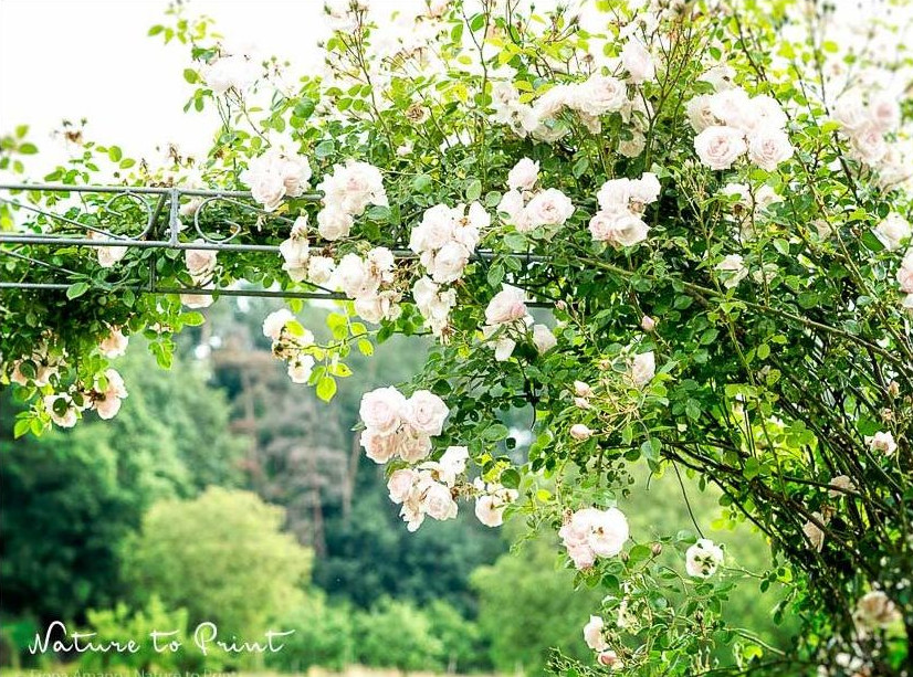 Kletterrose New Dawn am Rosenbogen.