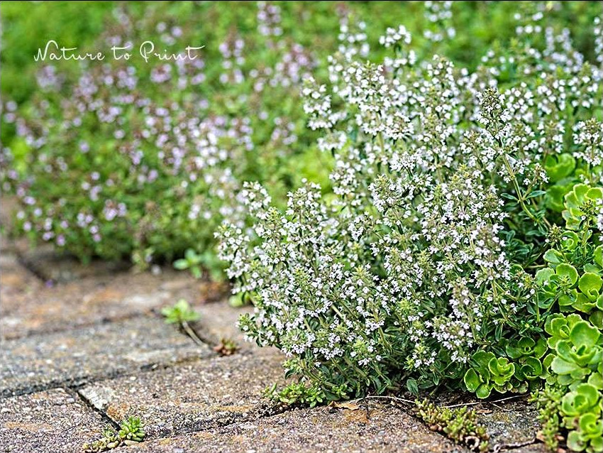 Pflegeleichte Pflanzen Polster-Thymian, Küchenkraut und Bodendecker für trockene, sonnige Standorte