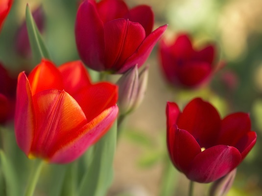 Rote Tulpen im Frühlingsbeet