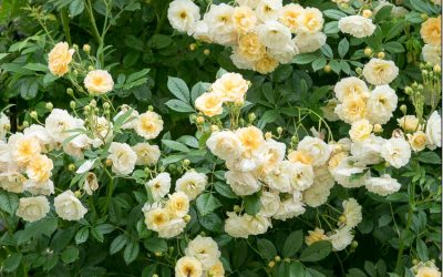 Die richtige Kletterrose, ihr Standort, Schnitt und Pflege