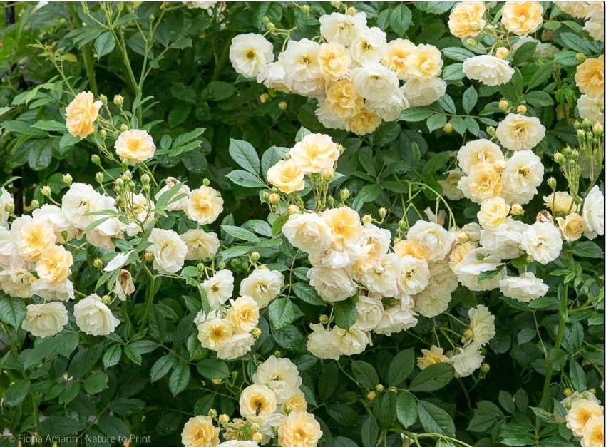 Historische Kletterrose Ghislaine de Felingonde