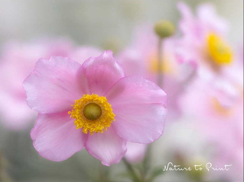 Japanische Herbstanemone, pflegeleichte Stauden mit zarten Blüten 
