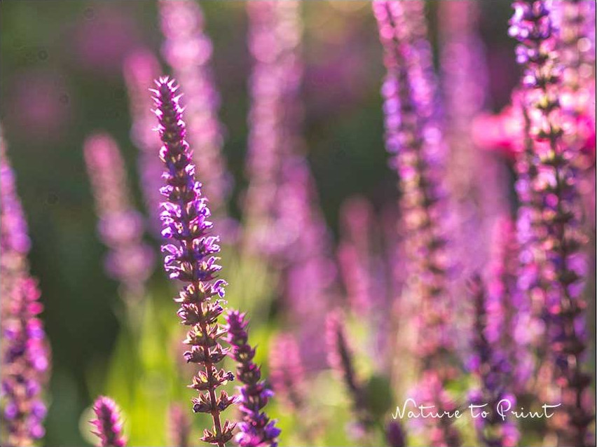 Pflegeleichte Pflanzen, die vor Erosion schützen: Steppensalbei ist extrem pflegeleicht und sichert abschüssige Beete