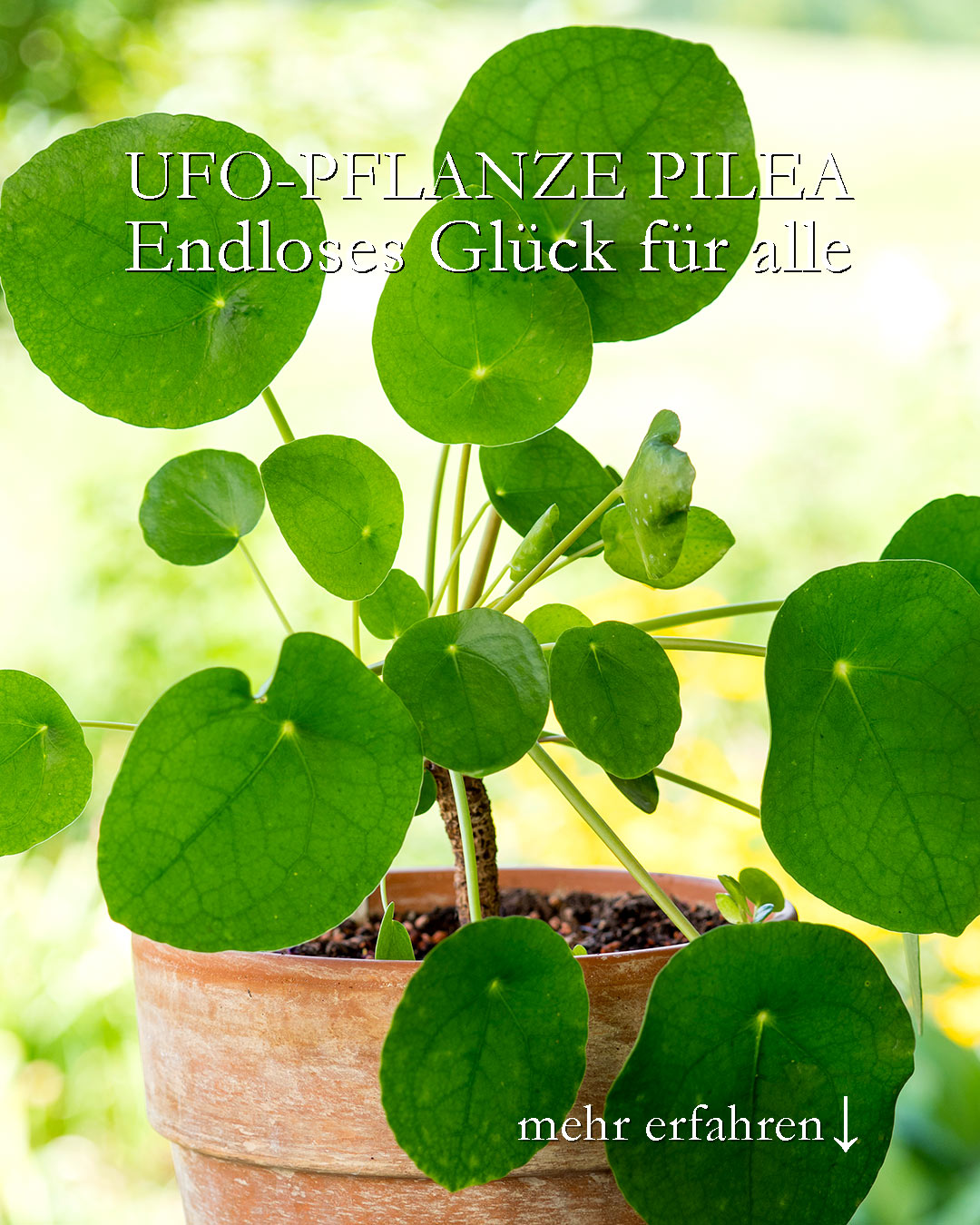 Ufo-Pflanze Pilea, Endloses Glück zum Teilen

Manche behaupten, die Ufo-Pflanze, bot Pilea Pilea peperomioides sei eine Zicke. Das ist sie definitiv nicht. Sie ist eine Sukkulente, die Wasser in Wurzeln, Blättern und Stamm speichert. Daher lieber weniger gießen, als zu viel.

+ Standort hell
+ Pflege wöchentlich 1x gießen mit Regenwasser
+ von März bis Ende September alle 14 Tage düngen

+ Vermehren: Pilea produziert laufend viele Kindel. Ein Glücksfall, für alle, die sich mehr dieser entzückenden Zimmerpflanzen wünschen oder das Glück an Freunde verschenken möchten.

+ Ufo-Pflanzen gehören zu den Glückspflanzen, weswegen man sie auch gerne zum Einzug ins neue Haus / Wohnung verschenkt. Je kleiner, desto niedlicher und desto besser gewöhnt sie sich an den neuen Standort.

+++ Den Sommer über verbringt die Zimmerpflanze gerne draußen in der Sommerfrische an einem schattigen Platz. Doch sobald die Temperaturen nachts unter 12-15 Grad sinken, sollte man sie wieder reinholen!

+++ Krankheiten: Stehen die Pflanzen zu kalt (oder zu nass), bekommen sie gelbe und schwarze Flecken auf den Blättern.

Im Blog: Die Ufopflanze pflegen, vermehren und mit Freunden teilen.
https://www.blumenbilder.org/ufopflanze-pflegen-vermehren-teilen/

Kurzlink: https://www.insbeet.de/ufopflanze

#pilea #urbanjunglebloggers #ufopflanze #glückstaler #zimmerpflanze #topfpflanze #pflanzenliebe #grünpflanzen #zimmergarten #urbanjungle #zimmerpflanzen #pflanzen #urbanjungleblogger #pflanzenfreunde #pileapeperomioides #peperomia #wirliebenpflanzen #pflanzentipps #lebenmitblumen