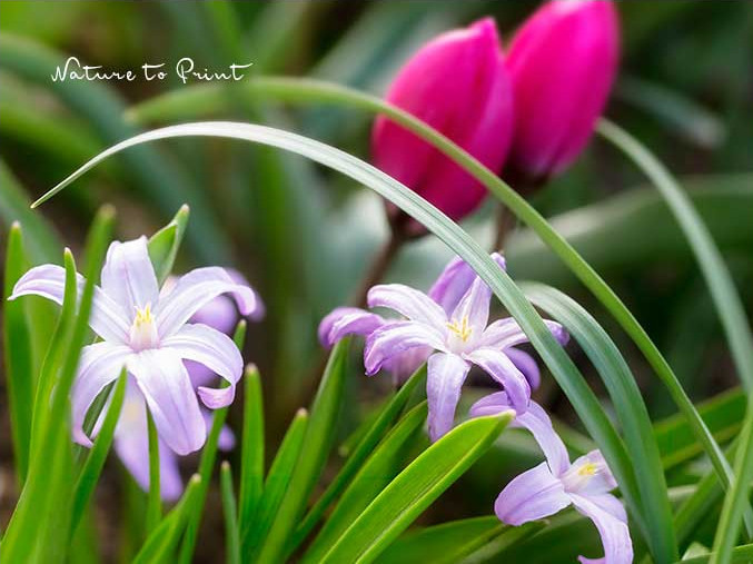 Sternglanz, Blausternchen, Chionodoxa luciliae