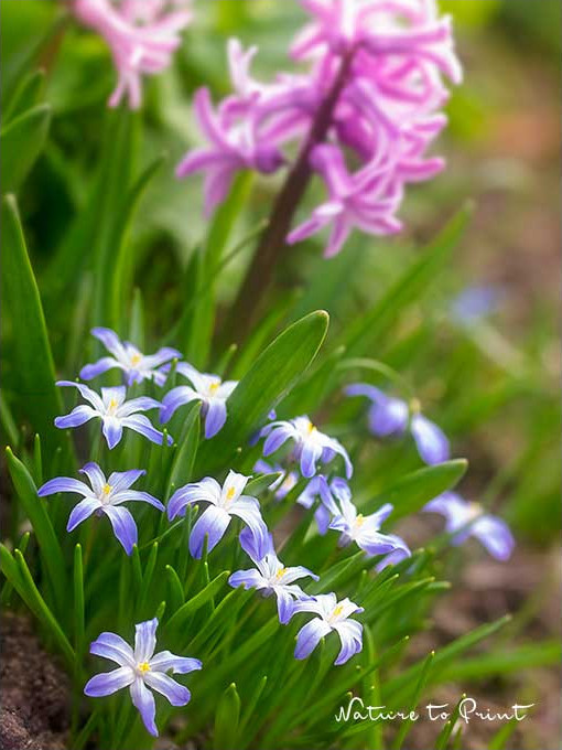 Ein Tuff himmelblauer Frühlingsblumen. Anatolische Sternhyazinthen, Sternglanz, Chionodoxa luciliae.