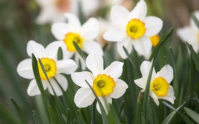 Geliebte Narzissen, diese fröhlichen Blumen machen Frühling