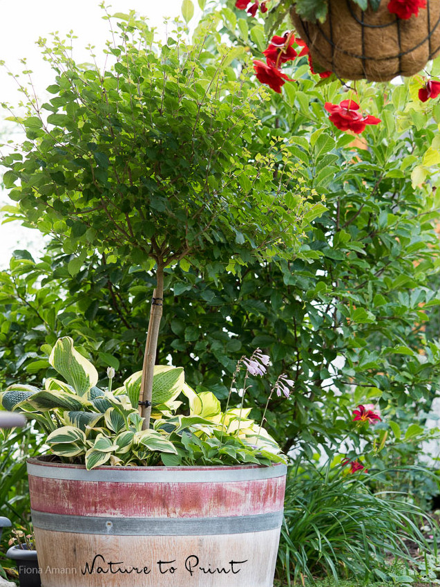 Kleiner Flieder Syringa 'Flowerfesta' in einem halben Weinfass, unterpflanzt mit verschiedenen Mini-Hostas. Im Frühling blühen dort Krokusse und Wildtulpen / Zwergtulpen. Kleiner Flieder Syringa 'Flowerfesta' in einem halben Weinfass, unterpflanzt mit verschiedenen Mini-Hostas. Im Frühling blühen dort Krokusse und Wildtulpen / Zwergtulpen.