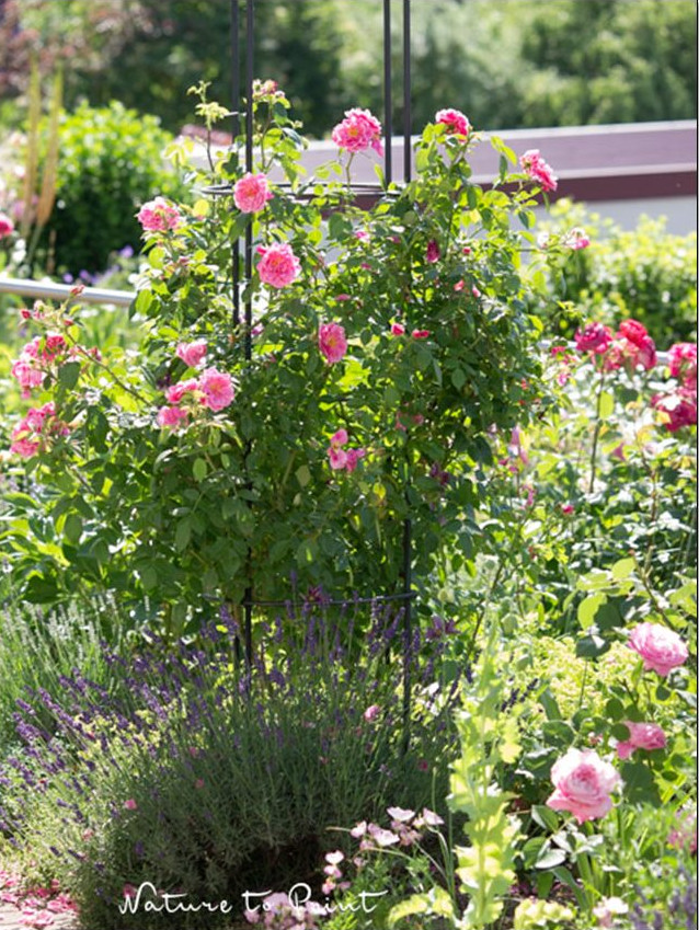 Kletterrose Camelot von Tantau am Obelisken Kletterrose Camelot von Tantau am Obelisken