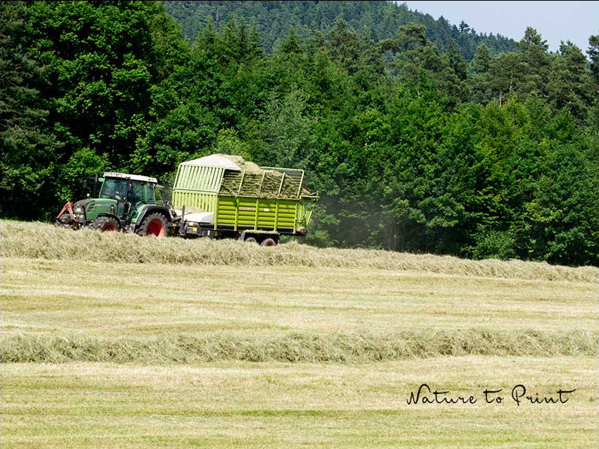 Heuernte auf der großen Blumenwiese auf dem Lindelberg