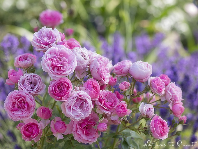 Winterharte nostalgische Pflanzen in Top Qualität Stark duftende Rose mit zweifarbiger Rosenblüte-Strauchrose 