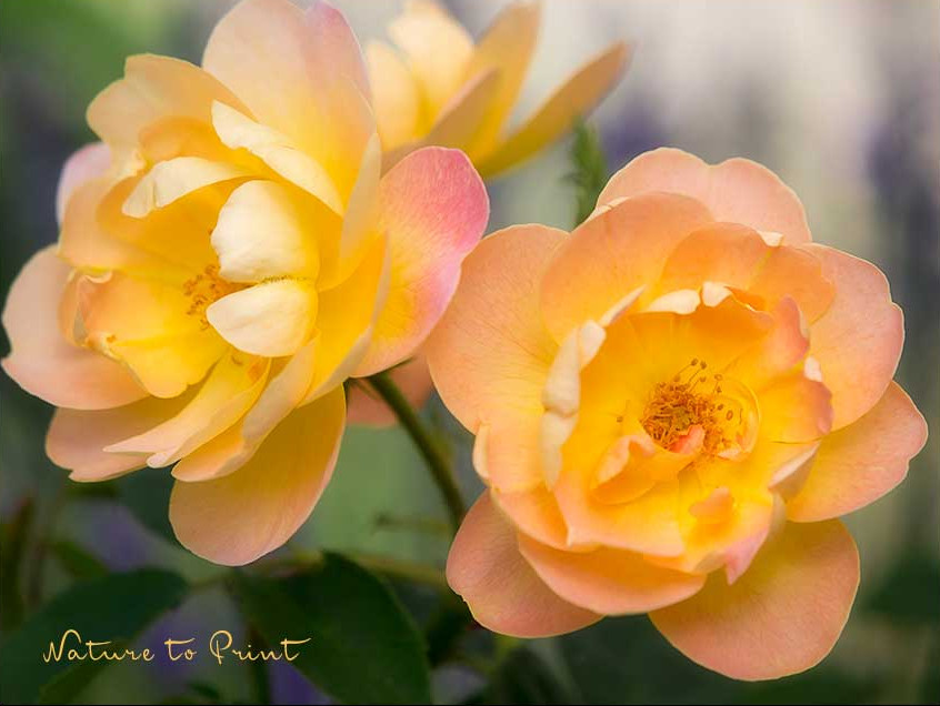 Englische David Austin Rose The Lark Ascending