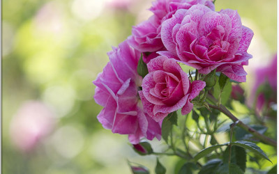 Endlich Erfolg mit Kletterrosen. 10 bewährte Tipps.