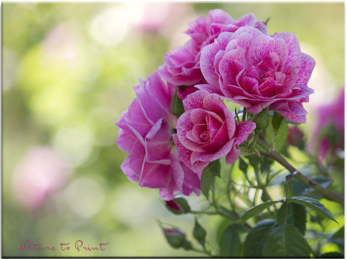 Endlich Erfolg mit Kletterrosen. 10 bewährte Tipps.