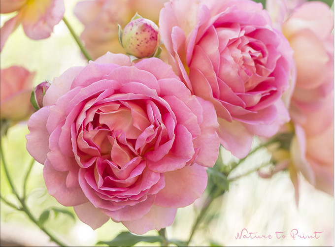 Riesige rosa Blüten der David-Austin-Rose Jubilee Celebration