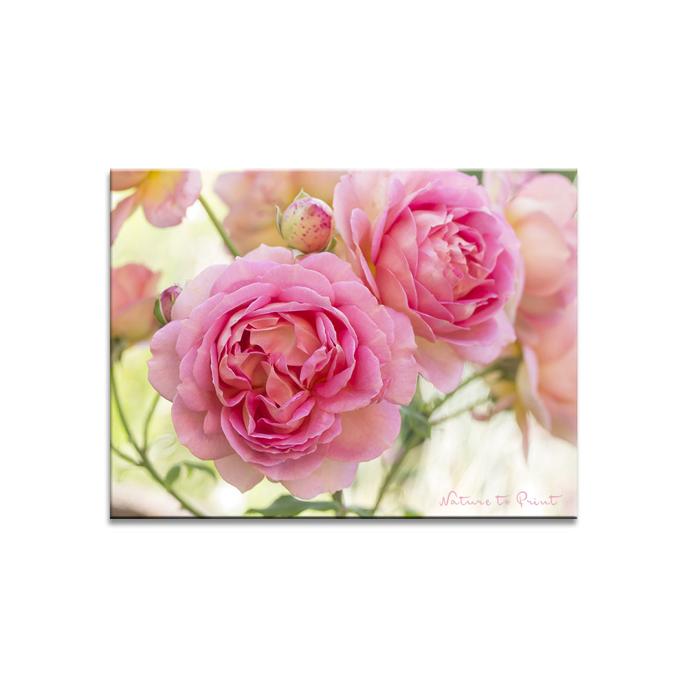 Riesige rosa Blüten der David-Austin-Rose Jubilee Celebration