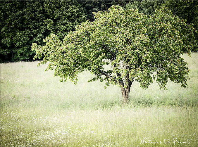 Alter Kirschbaum in der Blumenwiese | Landschaftsbild die Kirschen sind reif.