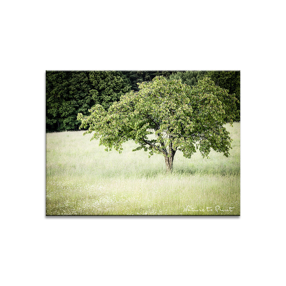 Alter Kirschbaum in der Blumenwiese | Landschaftsbild die Kirschen sind reif.