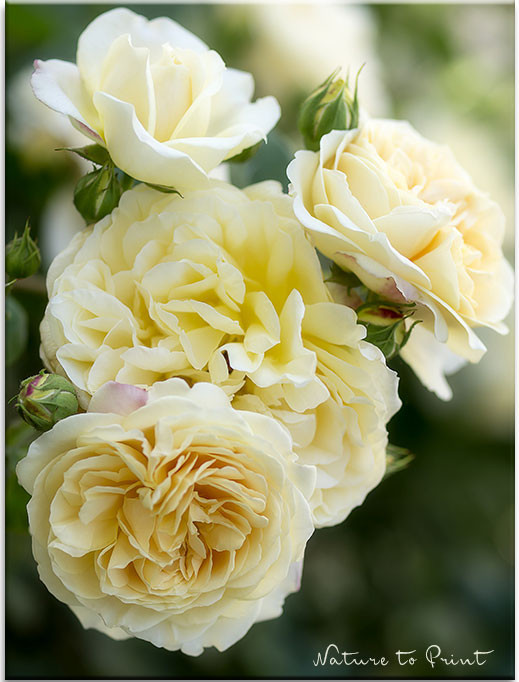 Rose Teasing Georgia mit duftenden romantischen Blüten