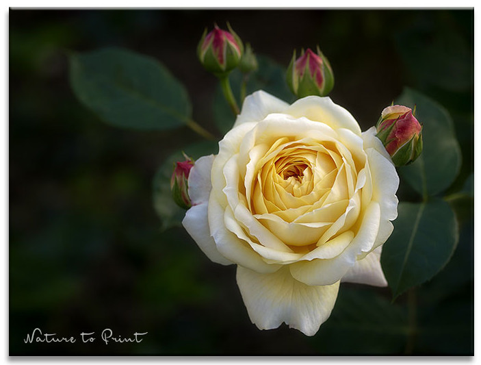 Rose Teasing Georgia. Spaß mit der Liebreizenden.