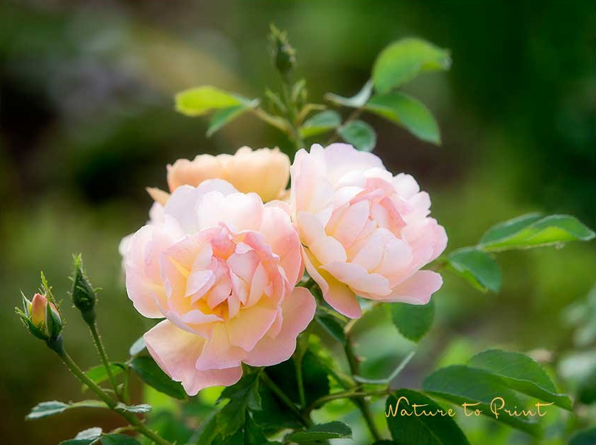 Englische David Austin Rose The Lark Ascending 