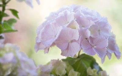 Hortensien in Südlage? Geht so.