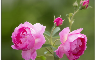 Rose Royal Jubilee, eine neue Queen im Rosengarten