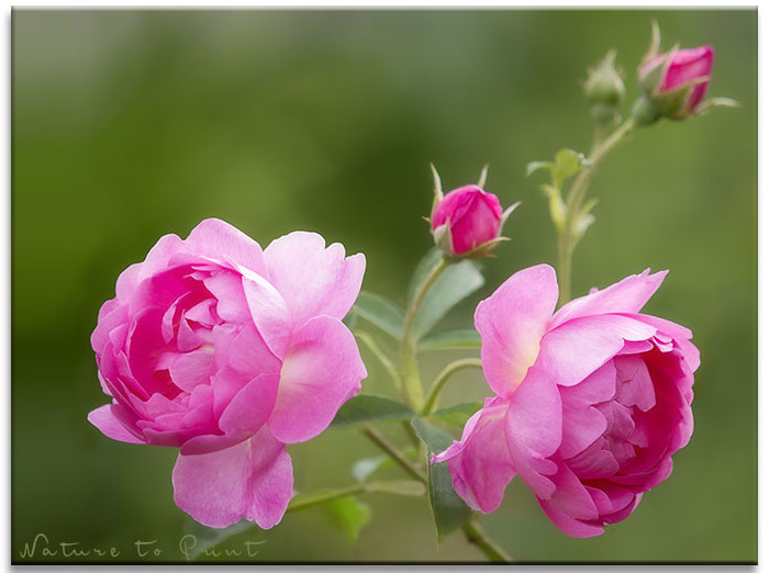 Rose Royal Jubilee, eine neue Queen im Rosengarten