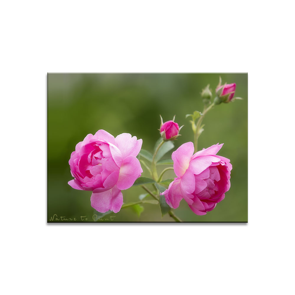 Rose Royal Jubilee, eine neue Queen im Rosengarten