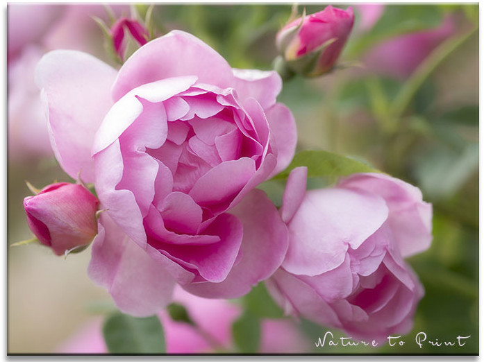 Rose Royal Jubilee, eine neue Queen im Garten