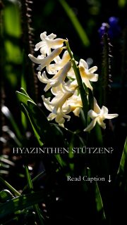 Hyazinthen stützen: echt jetzt? 

Was tun gegen kippende Hyazinthen? Was macht der Keukenhof anders? Dort stehen selbst die opulentesten Hyazinthen kerzengerade.

+ Keukenhof pflanzt jedes Jahr neue Hyazinthenzwiebeln der allerbesten Qualität. Diese Hochleistungshyazinthen sind auf Größe und einmalige Blütenpracht getrimmt.

+ Keukenhof stützt die Pflanzen unsichtbar.

+ Der Boden ist optimal gedüngt, drainiert und bewässert.

(...)

Sie können das auch: Jedes Jahr neue Hochleistungszwiebeln setzen, mit Floristenstäben stützen, für optimalen Boden und Feuchtigkeit sorgen oder ...

+ Sie setzen im Herbst bewusst kleinere Zwiebeln,
+ freuen sich über etwas kleinere Blüten mit nur locker gefüllten Blüten

Sie duften genauso gut, nähren Bienen und zaubern ab März Frühling herbei.

Im Blog: Hyazinthen stützen für standfeste opulente Blüten. 7 Tipps
https://www.mein-blumenbild-des-tages.de/hyazinthen-stuetzen

Kurzlink: https://www.insbeet.de/hyazinthen_stuetzen

#hyazinthen #gartenwissen #pflanzen #pflanzenliebe #frühling #gartentipps #pflanzentipps #garten #blütentraum #blumen #gartenfragen #gärtnerwissen #lebenmitblumen #bienenweide #pflanzenwissen #frühlingsblumen #blumenmachenglücklich #wirliebenpflanzen #omsystemde