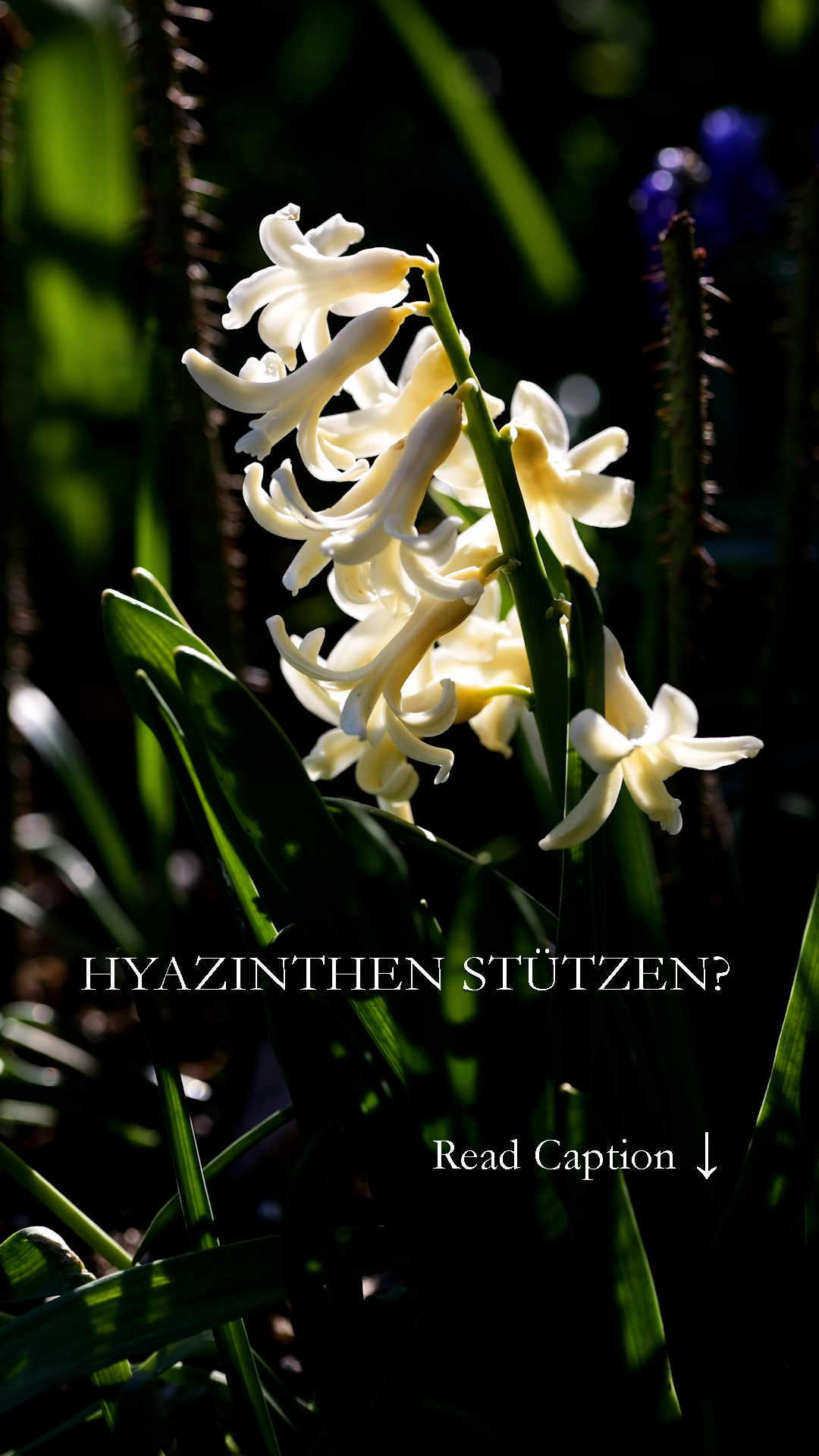 Hyazinthen stützen: echt jetzt? 
Was tun gegen kippende Hyazinthen? Was macht der Keukenhof anders? Dort stehen selbst die opulentesten Hyazinthen kerzengerade.
+ Keukenhof pflanzt jedes Jahr neue Hyazinthenzwiebeln der allerbesten Qualität. Diese Hochleistungshyazinthen sind auf Größe und einmalige Blütenpracht getrimmt.
+ Keukenhof stützt die Pflanzen unsichtbar.
+ Der Boden ist optimal gedüngt, drainiert und bewässert.
(...)
Sie können das auch: Jedes Jahr neue Hochleistungszwiebeln setzen, mit Floristenstäben stützen, für optimalen Boden und Feuchtigkeit sorgen oder ...
+ Sie setzen im Herbst bewusst kleinere Zwiebeln,
+ freuen sich über etwas kleinere Blüten mit nur locker gefüllten Blüten
Sie duften genauso gut, nähren Bienen und zaubern ab März Frühling herbei.
Im Blog: Hyazinthen stützen für standfeste opulente Blüten. 7 Tipps
https://www.mein-blumenbild-des-tages.de/hyazinthen-stuetzen
Kurzlink: https://www.insbeet.de/hyazinthen_stuetzen
#hyazinthen #gartenwissen #pflanzen #pflanzenliebe #frühling #gartentipps #pflanzentipps #garten #blütentraum #blumen #gartenfragen #gärtnerwissen #lebenmitblumen #bienenweide #pflanzenwissen #frühlingsblumen #blumenmachenglücklich #wirliebenpflanzen #omsystemde